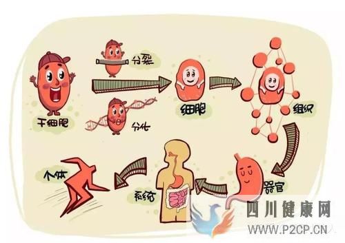 存储干细胞究竟为何(图6) 存储干细胞究竟为何(图6)