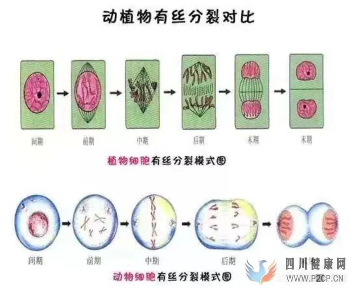 干细胞应用有哪些骗局(图6) 干细胞应用有哪些骗局(图6)
