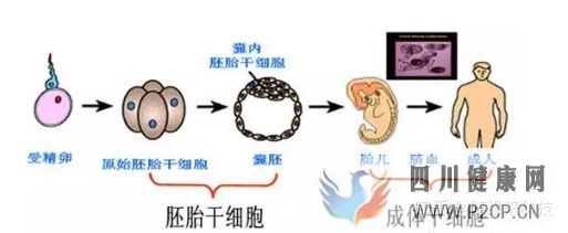 什么是干细胞,不同的干细胞是指什么,又是如何区...(图2) 什么是干细胞,不同的干细胞是指什么,又是如何区...(图2)