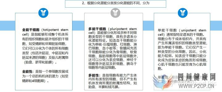 什么是干细胞(图8) 什么是干细胞(图8)
