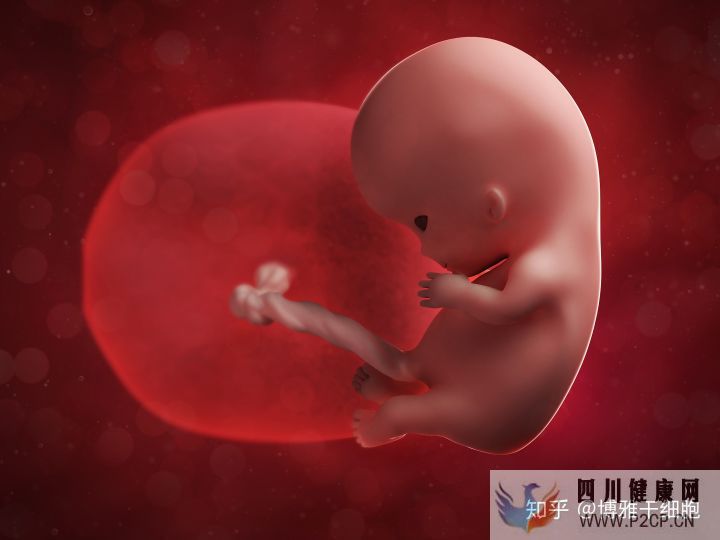 什么是间充质干细胞间充质干细胞存储有用吗它具...(图2) 什么是间充质干细胞间充质干细胞存储有用吗它具...(图2)