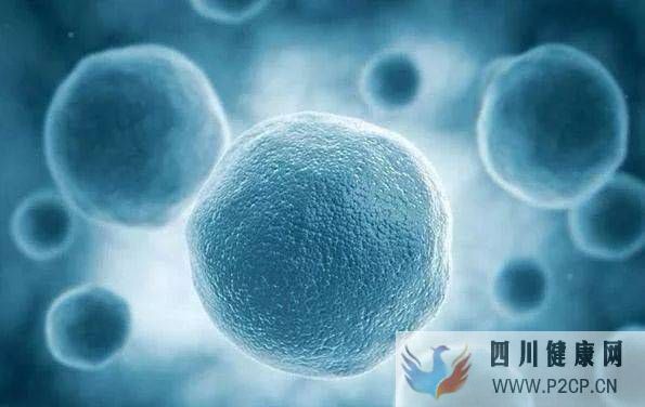 干细胞是干什么的,和“我”有什么关系?(图1) 干细胞是干什么的,和“我”有什么关系?(图1)