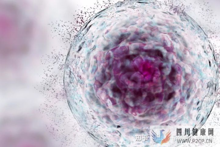 干细胞为什么被称为“全能ACE”,读这篇就够了(图1) 干细胞为什么被称为“全能ACE”,读这篇就够了(图1)