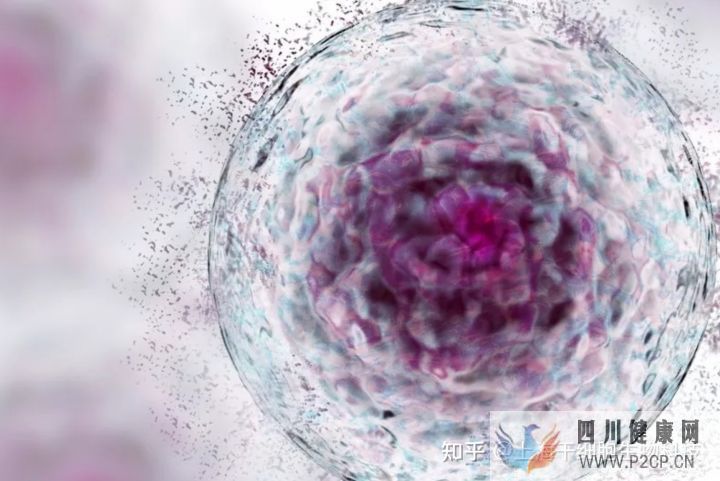 干细胞为什么被称为“全能ACE”,读这篇就够了(图2) 干细胞为什么被称为“全能ACE”,读这篇就够了(图2)