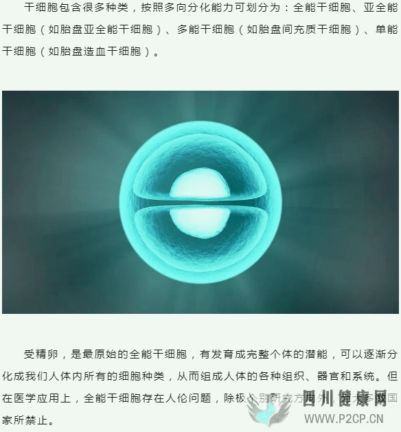 亚全能干细胞——干细胞界的“孙悟空”(图1) 亚全能干细胞——干细胞界的“孙悟空”(图1)