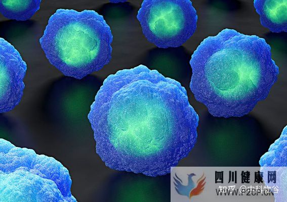 干细胞知识梳理何为干细胞干细胞的各种分类方法(图3) 干细胞知识梳理何为干细胞干细胞的各种分类方法(图3)