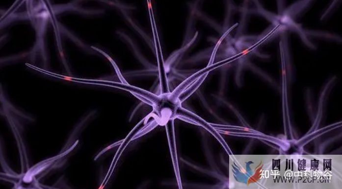 干细胞知识梳理何为干细胞干细胞的各种分类方法(图5) 干细胞知识梳理何为干细胞干细胞的各种分类方法(图5)