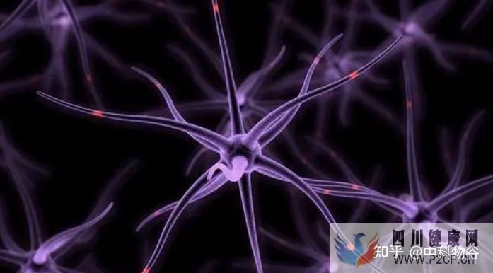 干细胞知识梳理何为干细胞干细胞的各种分类方法(图6) 干细胞知识梳理何为干细胞干细胞的各种分类方法(图6)