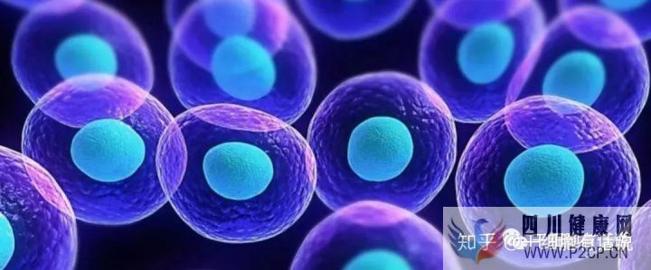 什么是干细胞,带你揭开干细胞神秘面纱……(图1) 什么是干细胞,带你揭开干细胞神秘面纱……(图1)