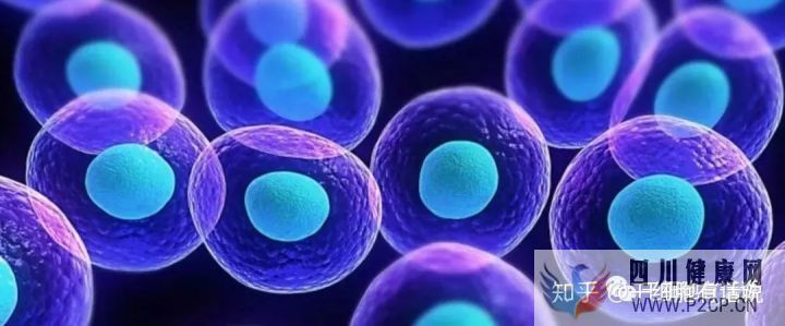 什么是干细胞,带你揭开干细胞神秘面纱……(图2) 什么是干细胞,带你揭开干细胞神秘面纱……(图2)