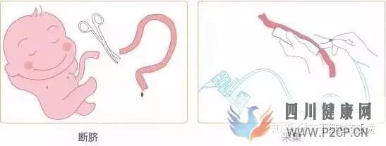 什么是干细胞,带你揭开干细胞神秘面纱……(图11) 什么是干细胞,带你揭开干细胞神秘面纱……(图11)