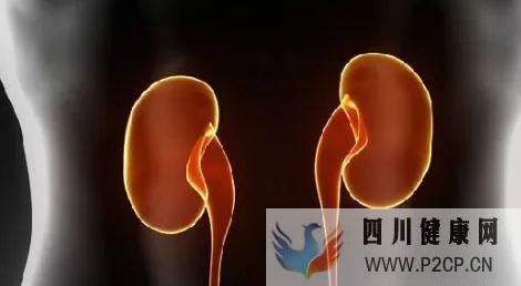 干细胞能不能治疗改善肾功能(图2) 干细胞能不能治疗改善肾功能(图2)