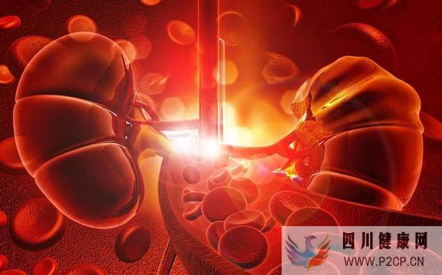 慢性肾衰竭、尿毒症病患福音,无需换肾也能治疗的干细胞移植疗法(图1) 慢性肾衰竭、尿毒症病患福音,无需换肾也能治疗的干细胞移植疗法(图1)