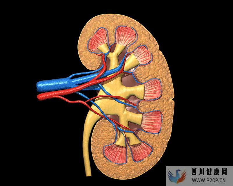 日本干细胞慢性肾脏肾功能不全如何治疗日本干细胞治疗流程介绍(图1) 日本干细胞慢性肾脏肾功能不全如何治疗日本干细胞治疗流程介绍(图1)