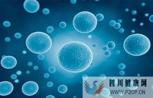 健康时报:干细胞能冷冻、修复、可再生,有望治愈终末期疾病!(图1) 健康时报:干细胞能冷冻、修复、可再生,有望治愈终末期疾病!(图1)