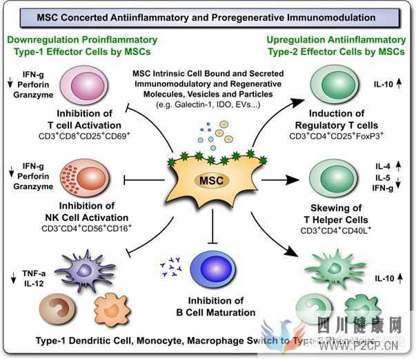 新综述间充质干细胞调节人体免疫系统,有潜力治疗...(图6) 新综述间充质干细胞调节人体免疫系统,有潜力治疗...(图6)