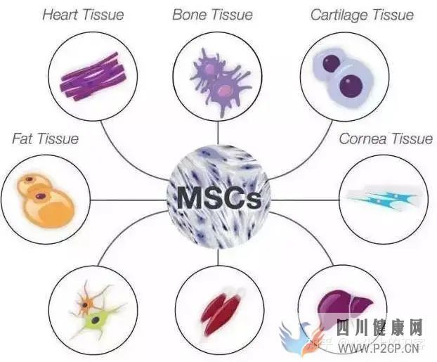间充质干细胞治疗适应症有哪些(图1) 间充质干细胞治疗适应症有哪些(图1)