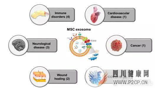 深度!一文读懂间充质干细胞外泌体与疾病的治疗(图26)