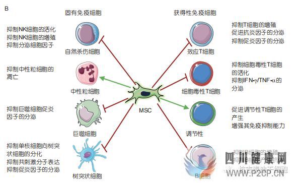 间充质干细胞移植治疗疾病的基本原理(图14)