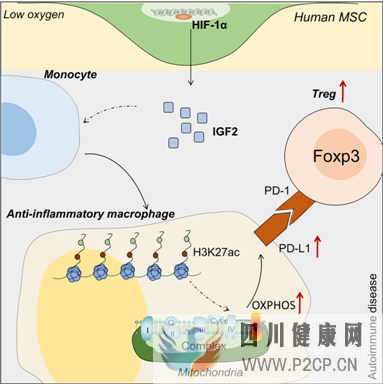 研究发现间充质干细胞治疗自身免疫性疾病新机制(图2) 研究发现间充质干细胞治疗自身免疫性疾病新机制(图2)