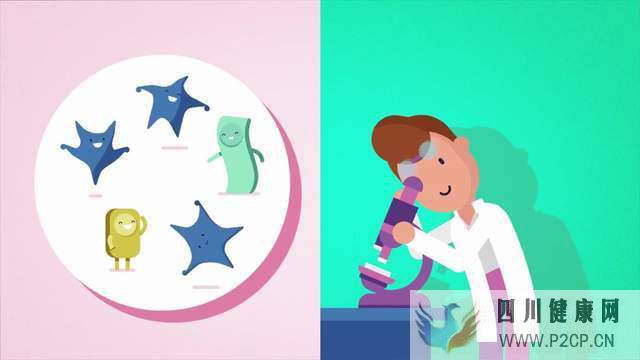 脐带间充质干细胞,治疗肝硬化的新方向(图1) 脐带间充质干细胞,治疗肝硬化的新方向(图1)