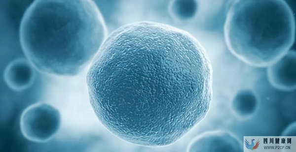 间充质干细胞你知多少(图1) 间充质干细胞你知多少(图1)