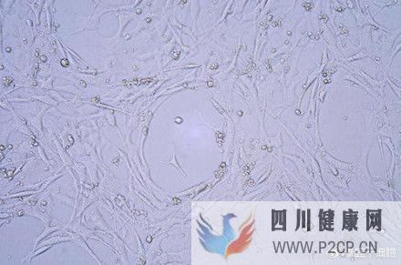 牙髓间充质干细胞填补了干细胞研究的空白(图5) 牙髓间充质干细胞填补了干细胞研究的空白(图5)