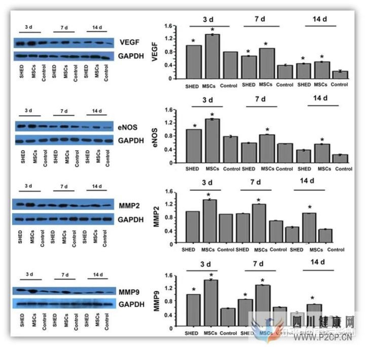 牙髓干细胞应用进展摘取(图12) 牙髓干细胞应用进展摘取(图12)