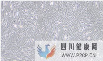 牙齿内心里的宝——牙髓干细胞(图7) 牙齿内心里的宝——牙髓干细胞(图7)