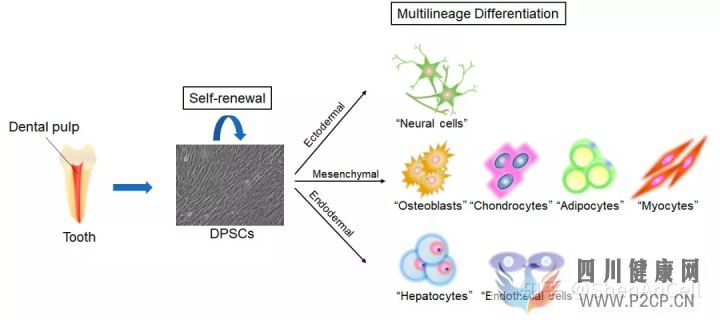 干细胞研究牙髓干细胞的临床潜力和关于神经系统疾...(图1) 干细胞研究牙髓干细胞的临床潜力和关于神经系统疾...(图1)