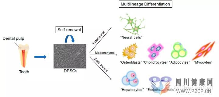 干细胞研究牙髓干细胞的临床潜力和关于神经系统疾...(图2) 干细胞研究牙髓干细胞的临床潜力和关于神经系统疾...(图2)