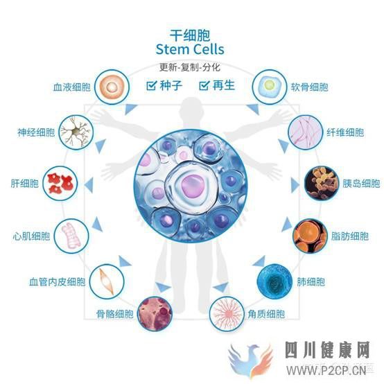 脸上注射干细胞靠谱吗(图2) 脸上注射干细胞靠谱吗(图2)
