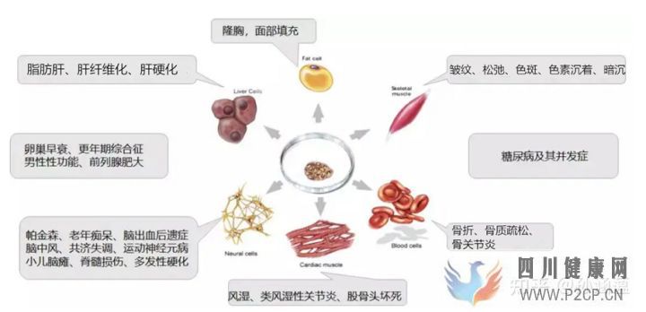 脸上注射干细胞靠谱吗(图4) 脸上注射干细胞靠谱吗(图4)