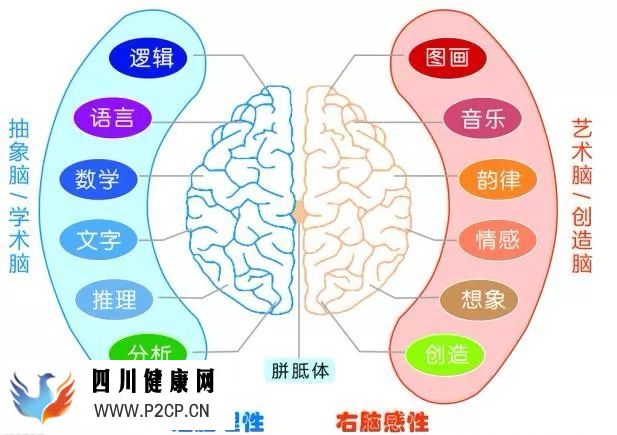 头脑如何区分音乐和语言？